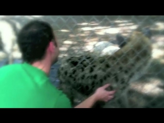 my hyena is gay miley cyrus - adore you parody big ass young
